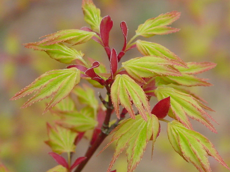- Acer palmatum 'Orange Dream' Japanese Maple - Mr Maple │ Buy Japanese Maple Trees