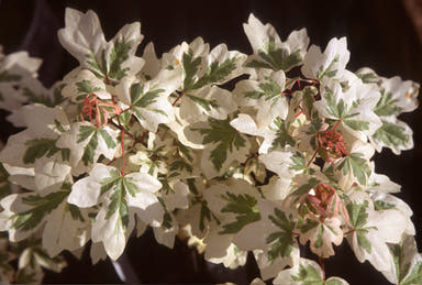 - Acer campestre 'Carnival' White Variegated Maple - Mr Maple │ Buy Japanese Maple Trees