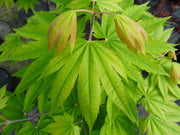 - Acer japonicum 'Taki no gawa' Full Moon Japanese Maple - Mr Maple │ Buy Japanese Maple Trees