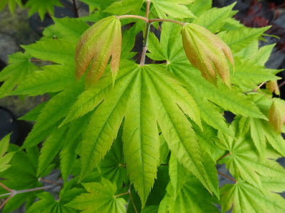- Acer japonicum 'Taki no gawa' Full Moon Japanese Maple - Mr Maple │ Buy Japanese Maple Trees