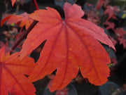 - Acer japonicum 'Taki no gawa' Full Moon Japanese Maple - Mr Maple │ Buy Japanese Maple Trees