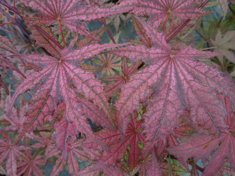 - Acer palmatum 'Frosted Purple' Japanese Maple - Mr Maple │ Buy Japanese Maple Trees