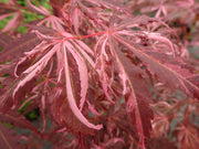 - Acer palmatum 'Lileeanne's Jewel' Japanese Maple - Mr Maple │ Buy Japanese Maple Trees