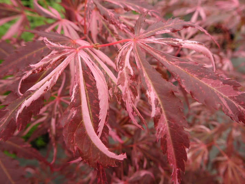 - Acer palmatum 'Lileeanne's Jewel' Japanese Maple - Mr Maple │ Buy Japanese Maple Trees