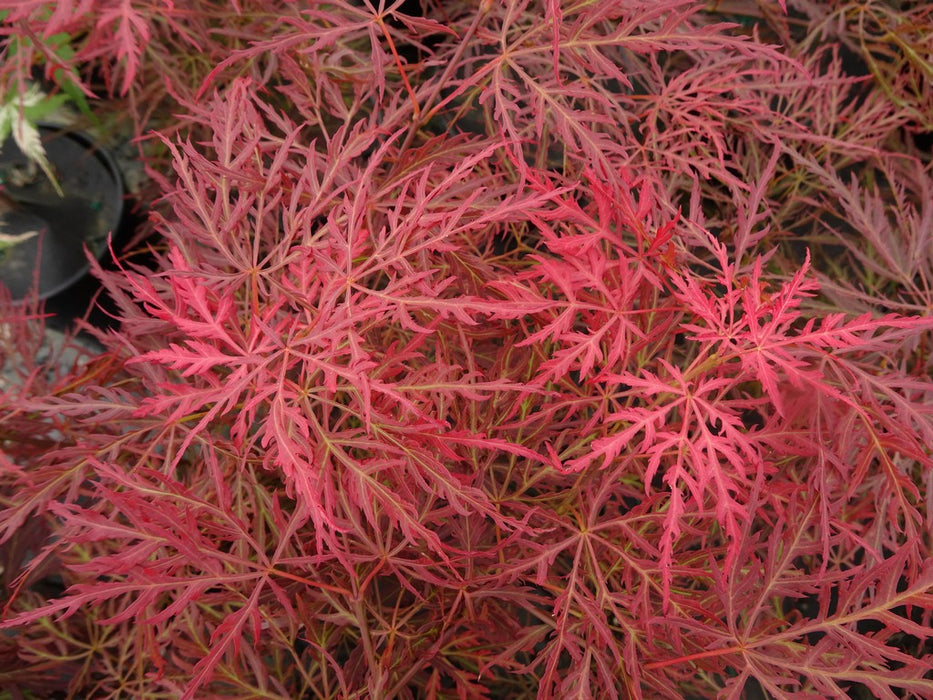 Acer palmatum 'Pink Filigree' Weeping Japanese Maple