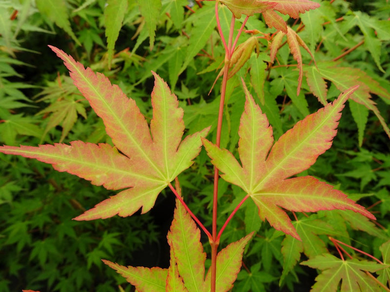 - Acer palmatum 'Wildfire' Coral bark Winter Interest Japanese Maple - Mr Maple │ Buy Japanese Maple Trees