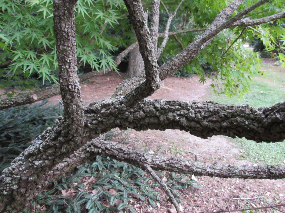 Acer palmatum 'Arakawa' Rough Bark Japanese Maple