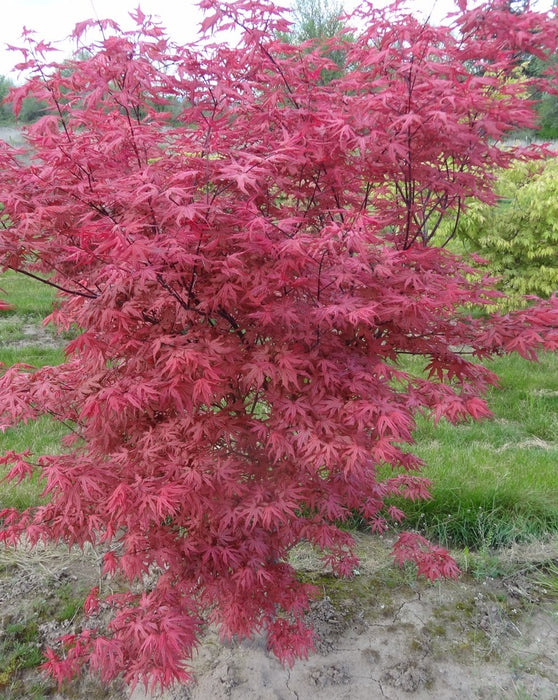 Acer palmatum 'Celebration' Japanese Maple