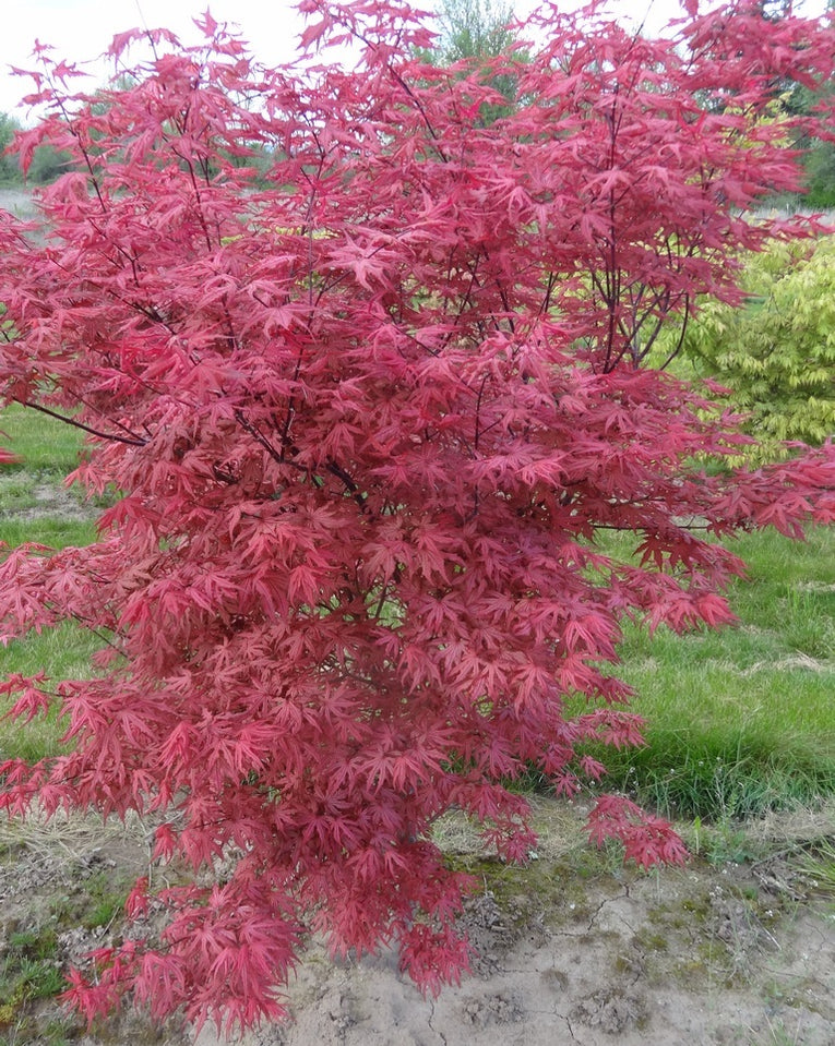 Buy Acer palmatum 'Celebration' Japanese Maple — Mr Maple │ Buy ...