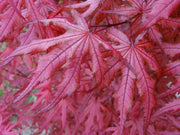 - Acer palmatum 'Celebration' Japanese Maple - Mr Maple │ Buy Japanese Maple Trees