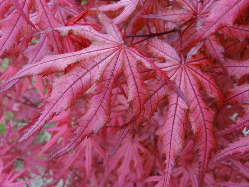 - Acer palmatum 'Celebration' Japanese Maple - Mr Maple │ Buy Japanese Maple Trees