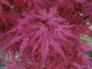 - Acer palmatum 'Celebration' Japanese Maple - Mr Maple │ Buy Japanese Maple Trees