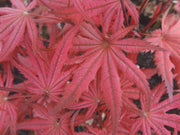 - Acer palmatum 'Celebration' Japanese Maple - Mr Maple │ Buy Japanese Maple Trees