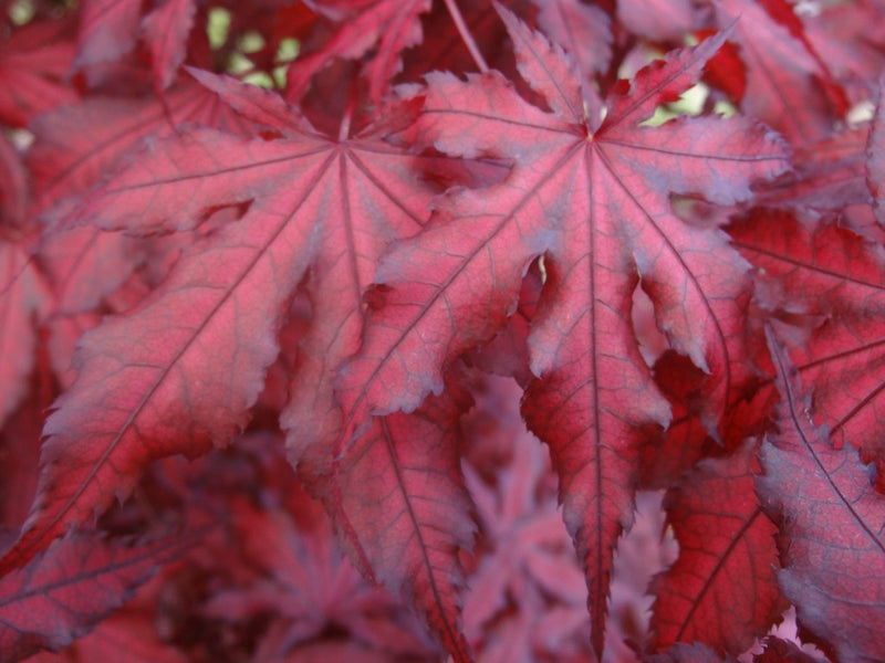 - Acer palmatum 'Dark Knight' Japanese Maple - Mr Maple │ Buy Japanese Maple Trees