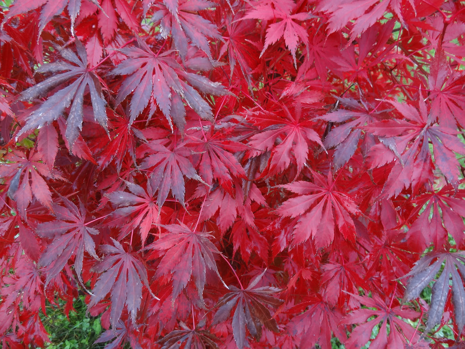 Acer palmatum 'Emerald Isle' Japanese Maple