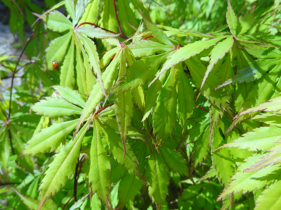 Acer palmatum 'Emerald Isle' Japanese Maple