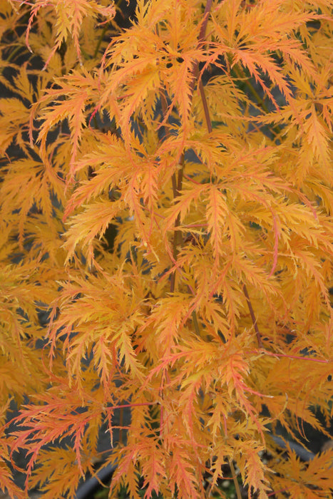 Acer palmatum 'Filigree' Weeping Japanese Maple