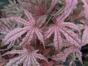 - Acer palmatum 'Frosted Purple' Japanese Maple - Mr Maple │ Buy Japanese Maple Trees
