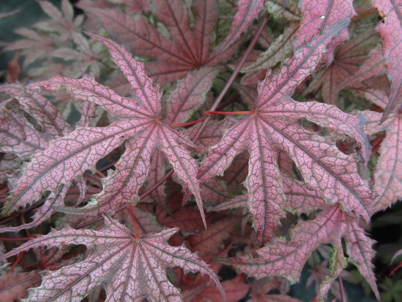 - Acer palmatum 'Frosted Purple' Japanese Maple - Mr Maple │ Buy Japanese Maple Trees