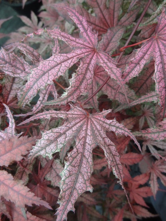 - Acer palmatum 'Frosted Purple' Japanese Maple - Mr Maple │ Buy Japanese Maple Trees