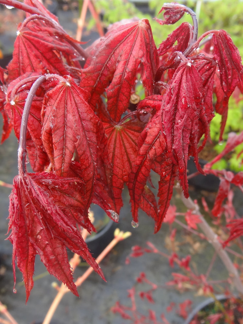 - Acer palmatum 'Frosted Purple' Japanese Maple - Mr Maple │ Buy Japanese Maple Trees