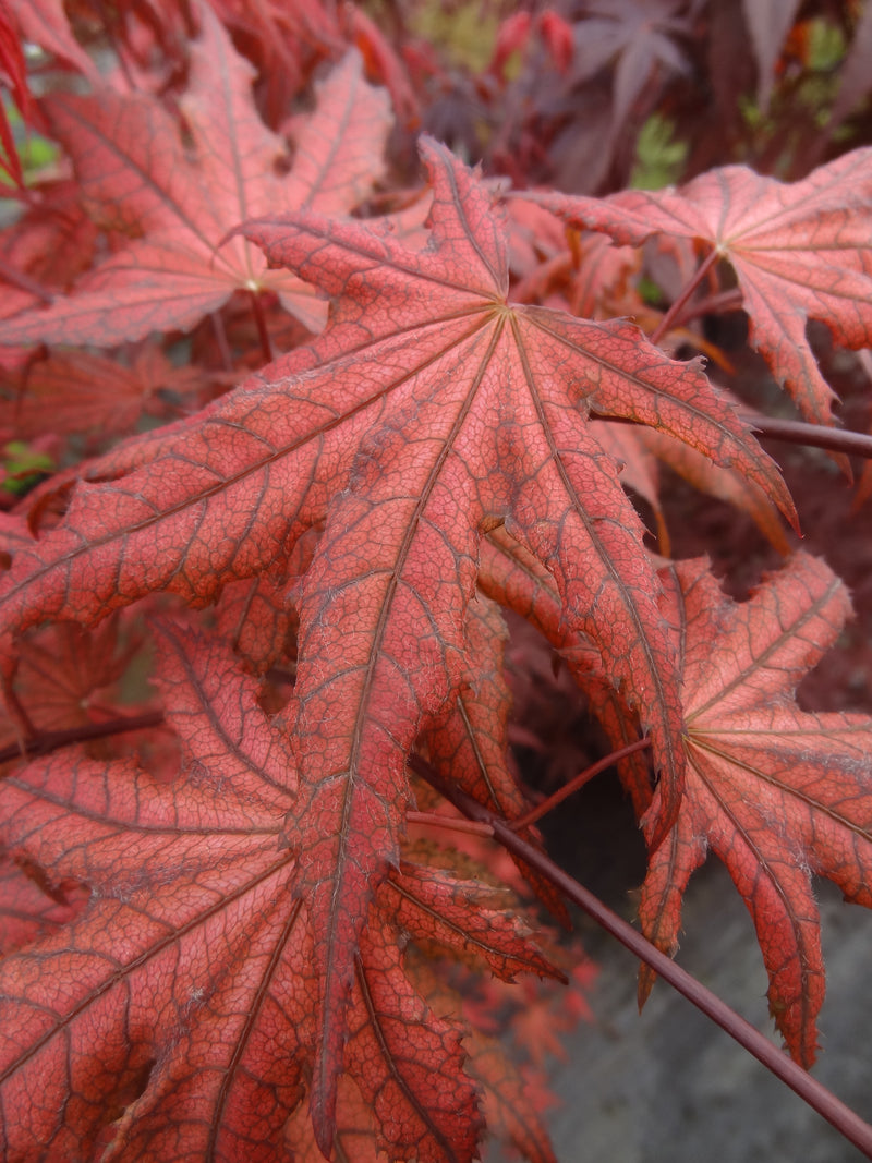 - Acer palmatum 'Frosted Purple' Japanese Maple - Mr Maple │ Buy Japanese Maple Trees