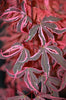 - Acer palmatum 'Geisha Gone Wild' Japanese Maple - Mr Maple │ Buy Japanese Maple Trees