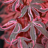All Available Plants