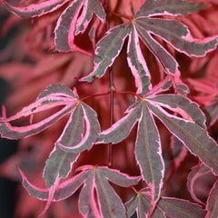 All Available Plants