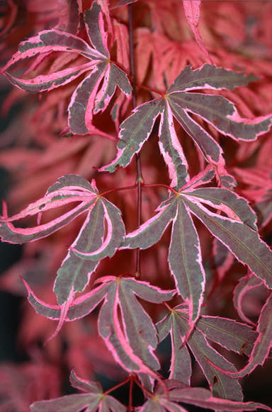 - Acer palmatum 'Geisha Gone Wild' Japanese Maple - Mr Maple │ Buy Japanese Maple Trees