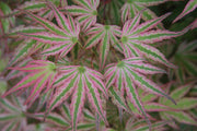 - Acer palmatum 'Ikandi' Japanese Maple - Mr Maple │ Buy Japanese Maple Trees