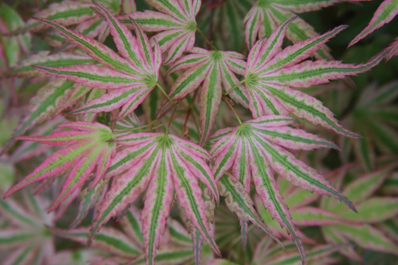 - Acer palmatum 'Ikandi' Japanese Maple - Mr Maple │ Buy Japanese Maple Trees