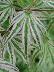- Acer palmatum 'Ikandi' Japanese Maple - Mr Maple │ Buy Japanese Maple Trees