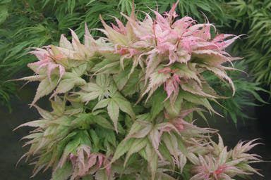 - Acer palmatum 'Japanese Princess' Dwarf Japanese Maple - Mr Maple │ Buy Japanese Maple Trees