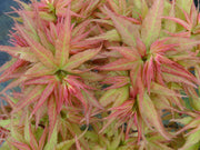 - Acer palmatum 'Japanese Princess' Dwarf Japanese Maple - Mr Maple │ Buy Japanese Maple Trees