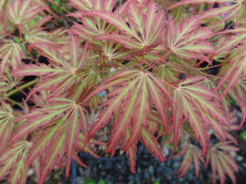 - Acer palmatum 'Jeddeloh Orange' Weeping Japanese Maple - Mr Maple │ Buy Japanese Maple Trees