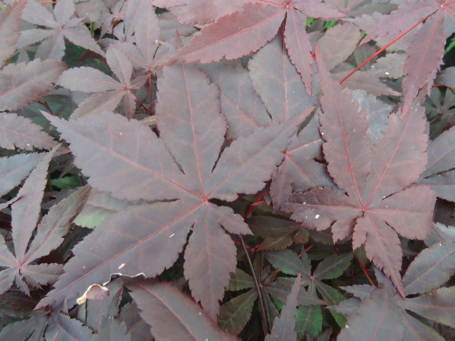 Acer palmatum 'Jet Black' Deep Dark Red Japanese Maple