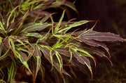 - Acer palmatum 'Manyo no sato' Japanese Maple - Mr Maple │ Buy Japanese Maple Trees