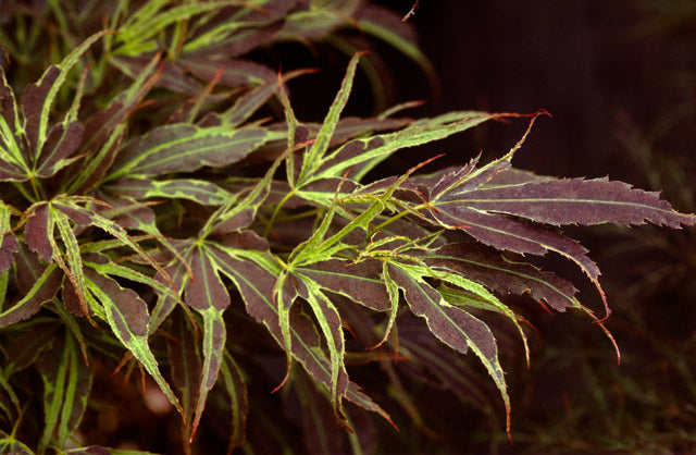 - Acer palmatum 'Manyo no sato' Japanese Maple - Mr Maple │ Buy Japanese Maple Trees