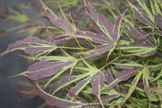 - Acer palmatum 'Manyo no sato' Japanese Maple - Mr Maple │ Buy Japanese Maple Trees