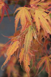 - Acer palmatum 'Manyo no sato' Japanese Maple - Mr Maple │ Buy Japanese Maple Trees