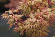 - Acer palmatum 'Mayday' Rare Dwarf Japanese Maple - Mr Maple │ Buy Japanese Maple Trees