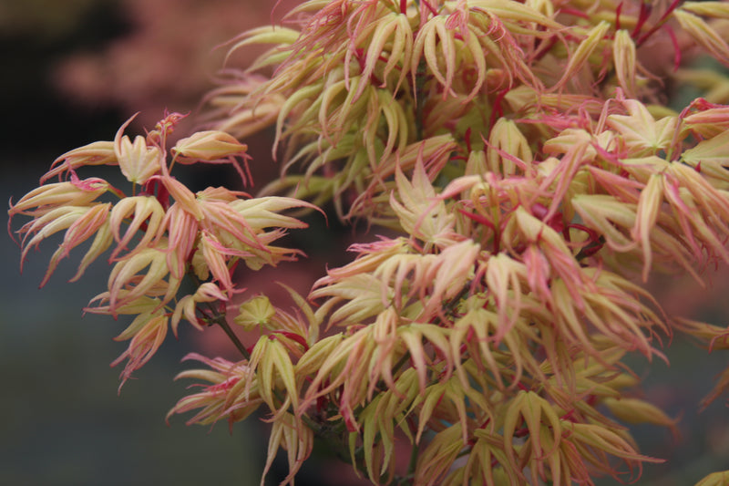 - Acer palmatum 'Mayday' Rare Dwarf Japanese Maple - Mr Maple │ Buy Japanese Maple Trees