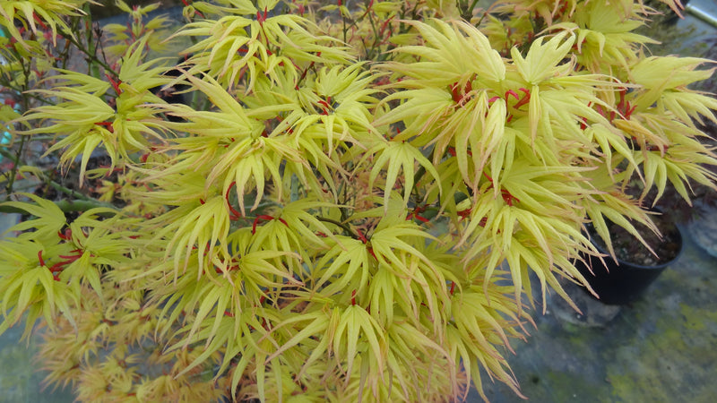 - Acer palmatum 'Mayday' Rare Dwarf Japanese Maple - Mr Maple │ Buy Japanese Maple Trees