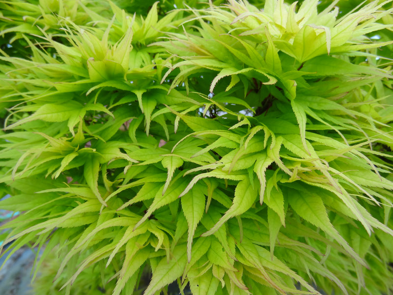 - Acer palmatum 'Mayday' Rare Dwarf Japanese Maple - Mr Maple │ Buy Japanese Maple Trees