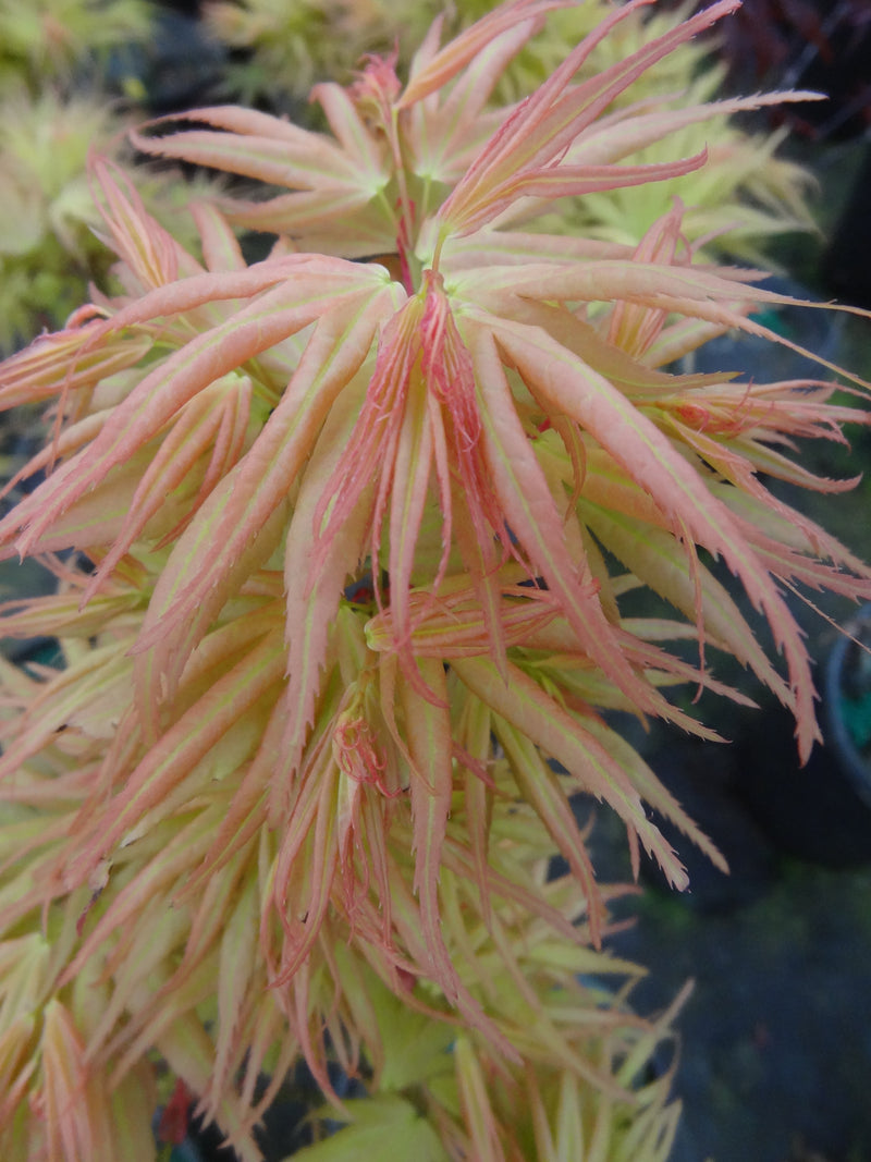 - Acer palmatum 'Mayday' Rare Dwarf Japanese Maple - Mr Maple │ Buy Japanese Maple Trees