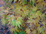 - Acer palmatum 'Mayday' Rare Dwarf Japanese Maple - Mr Maple │ Buy Japanese Maple Trees