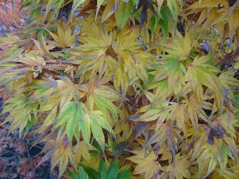 - Acer palmatum 'Mayday' Rare Dwarf Japanese Maple - Mr Maple │ Buy Japanese Maple Trees