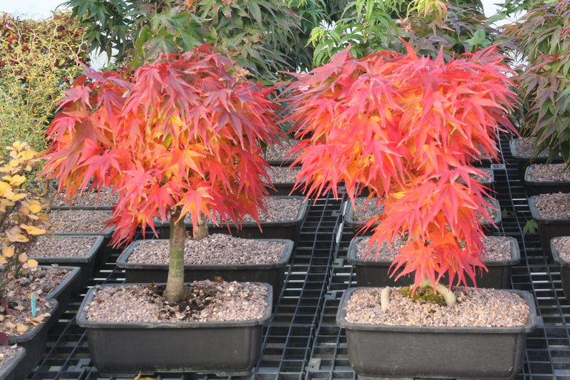 Test Product Mikawa - Mr Maple │ Buy Japanese Maple Trees