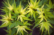 Test Product Mikawa - Mr Maple │ Buy Japanese Maple Trees